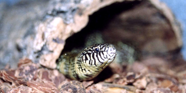 Close up image of a viper snake slithering on the ground.
