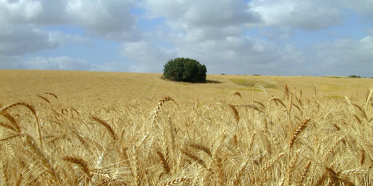 Single green tree in the middle of a wheat field.