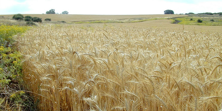A wheat field among greenery near Bet Guvrin.
