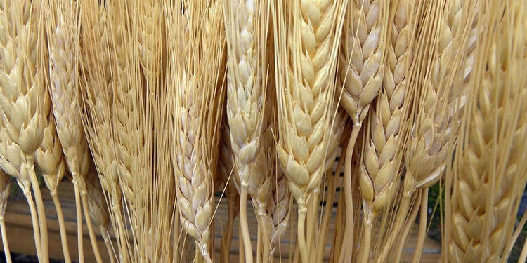 Close up image of wheat.