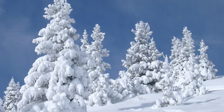 Pine trees covered with snow