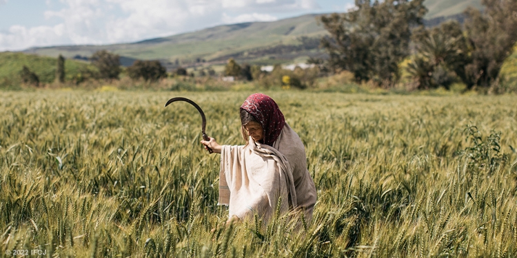 Woman using a knife to cut grain in a field.