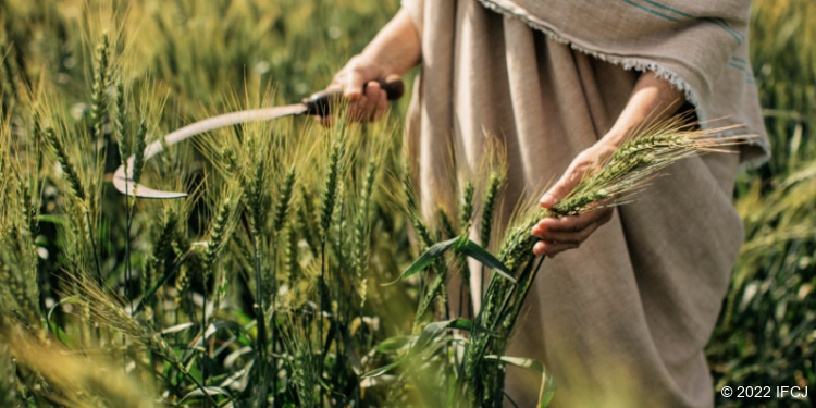 Woman in wheat field with a scythe.