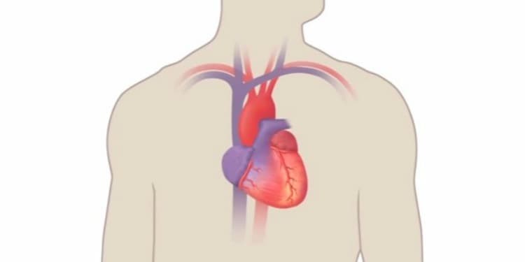 Screenshot of a human heart within a human body.