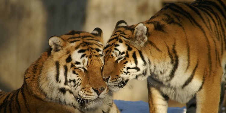 Two tigers showing affection