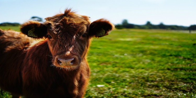 A red heifer standing in a green pasture