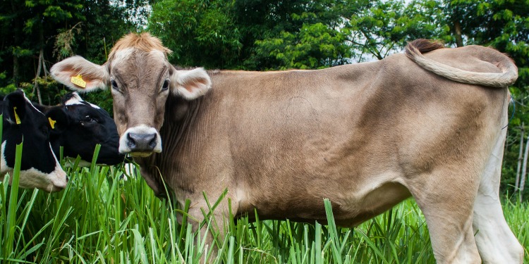 Full image of a brown cow looking directly at the camera, with two black cows to the left of it.