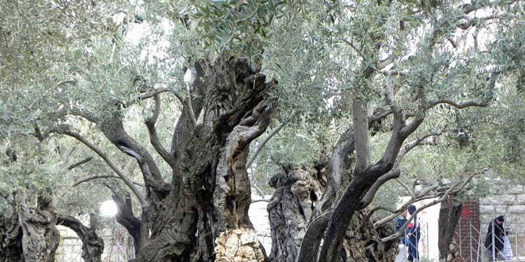 Close up image of trees that are entangled.