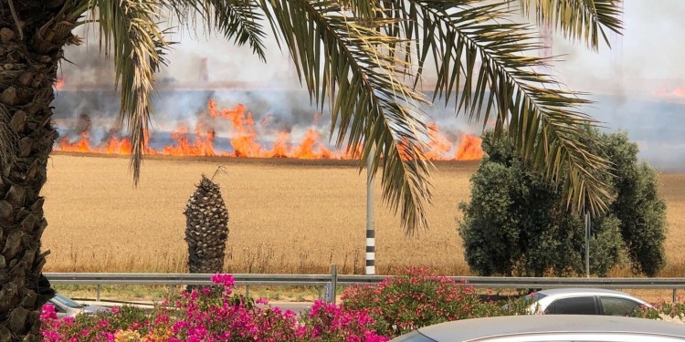 Palm trees in a field, further back in the image the field is catching on fire.