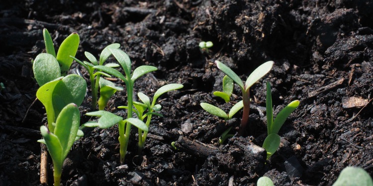 Plants beginning to sprout from the soil