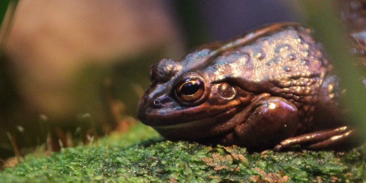 An iron frog on plastic moss.