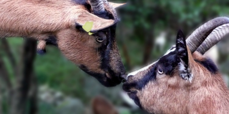 Two brown and black goats put their noses up to each other.