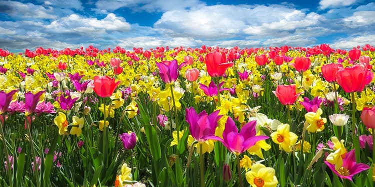 A field of pink, yellow and purple flowers.