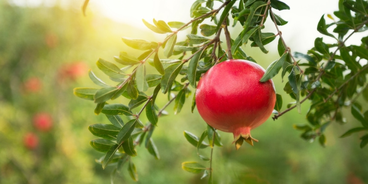 Ripe pomegranates on trees in the garden.red fruit hanging on tree.