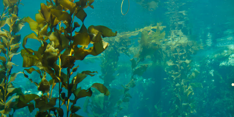 Close up image of sea kelp in the Monterey Bay aquarium.