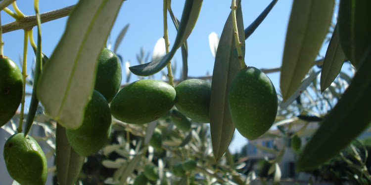 Close up image of sprouting olive branch.