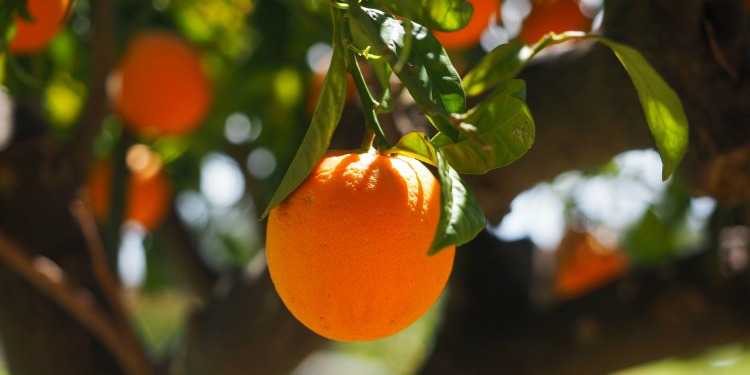 Close up on a single orange in an orange tree.