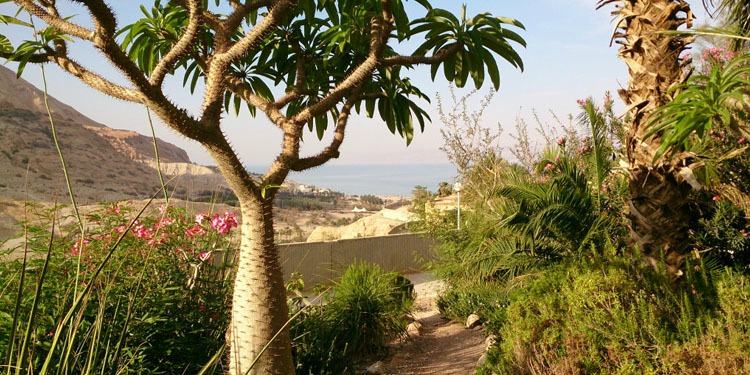 Tropical trees on the top of a hill.