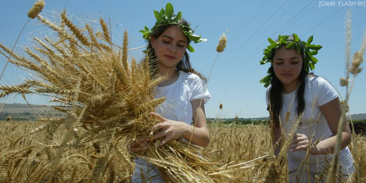 Two young girls wearing crowns made of leaves pick wheat to celebrate Shavuot