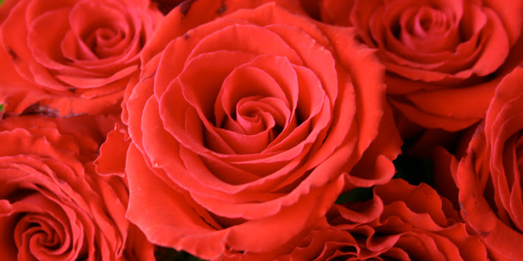 Close up image of several roses gathered together.