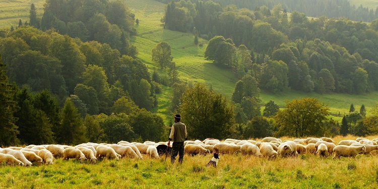 A sheep farmer and his dog herding sheep on a green pasture.