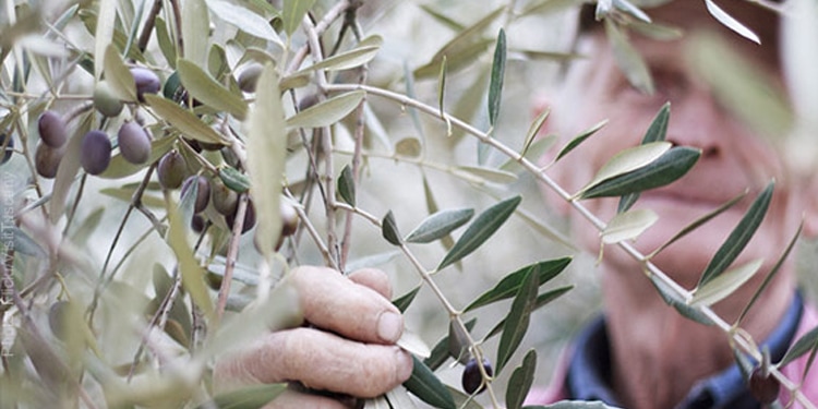 Person picking olives from an olive tree.
