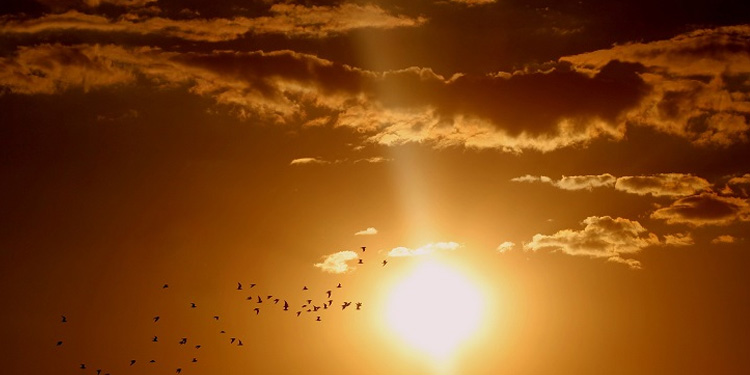 Birds flying toward the sun during sunset.