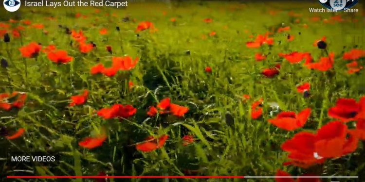 red flowers