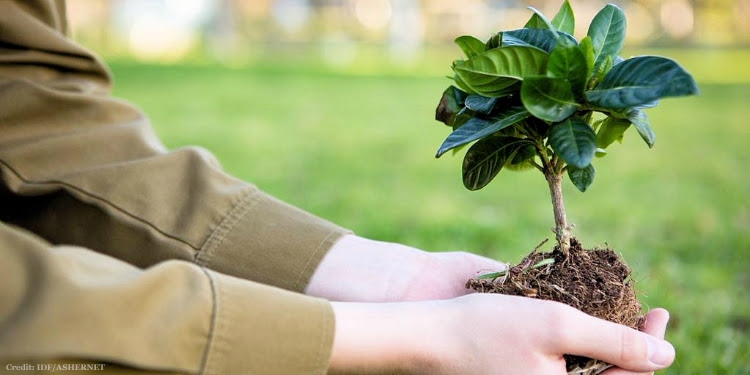 Person in khaki shirt holding a growing tree in soil in their hands.