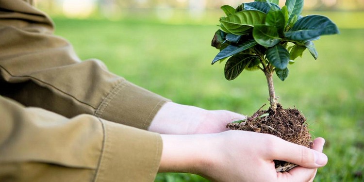 Hands holding a small tree