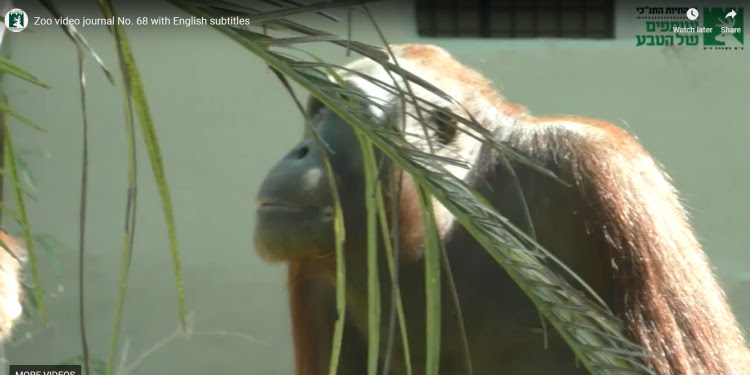 Screen capture of a monkey in a zoo video journal.